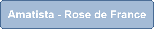 Amatista - Rose de France