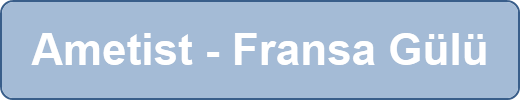 Ametist - Fransa Gülü